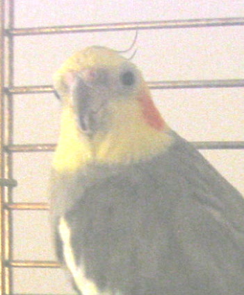 Why yes, I will accept a collect call from the FBI.com