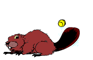 beaver animation