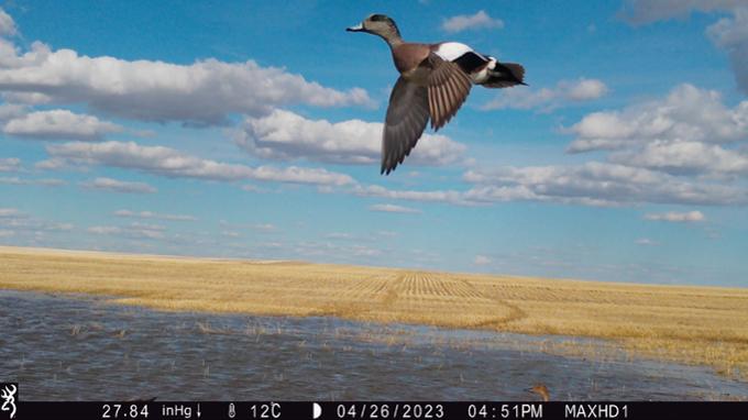Bird flying in a blue sky across prairie field in the springtime.