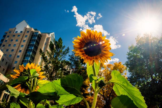 Sunflower Image on Campus