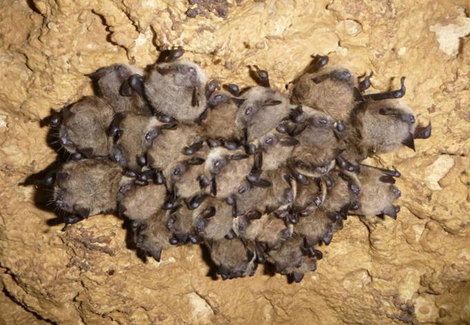 Bats huddled together in cave