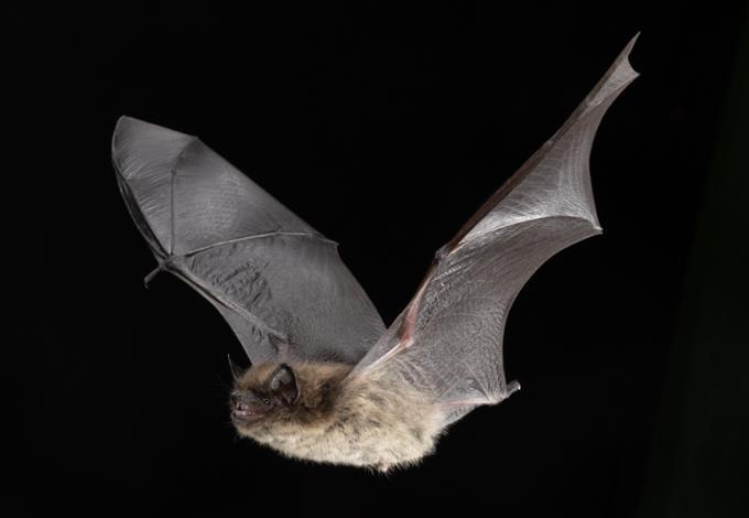 Bat flying