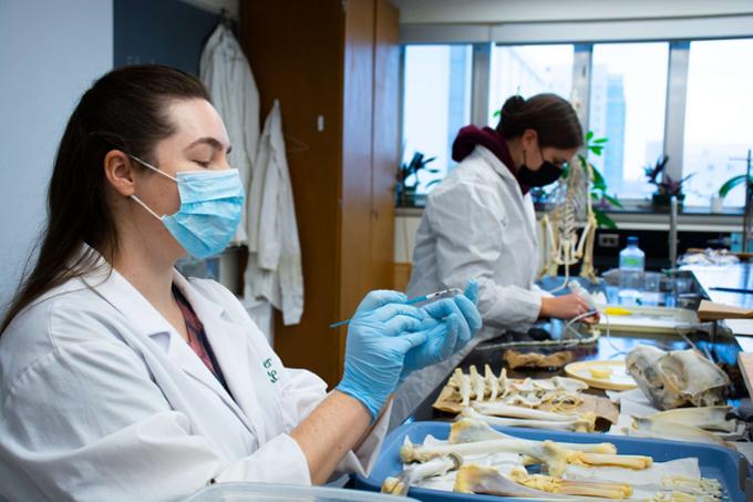 Erin Ennis preparing a skeleton