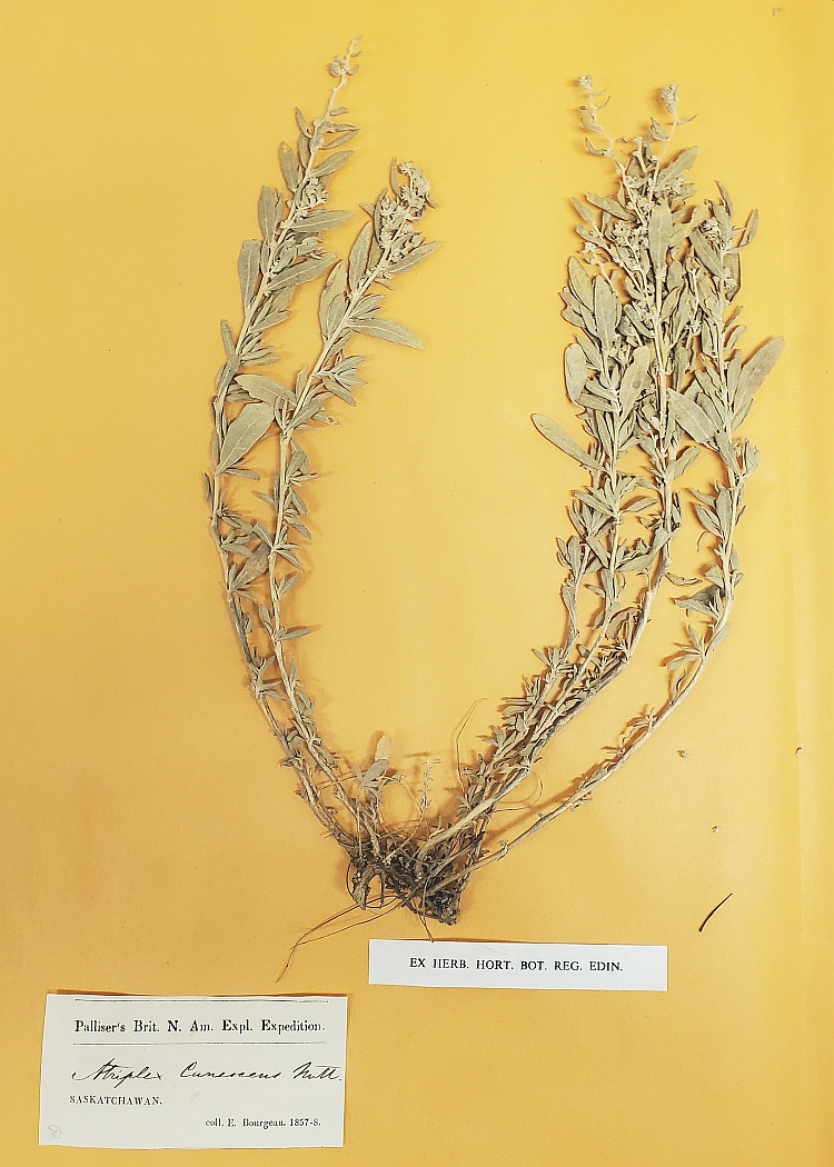 An Atriplex herbarium specimen. 