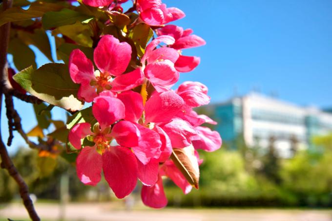 flowers shadowing campus