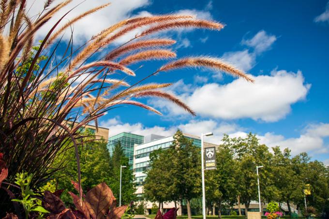 Campus scenic with grass