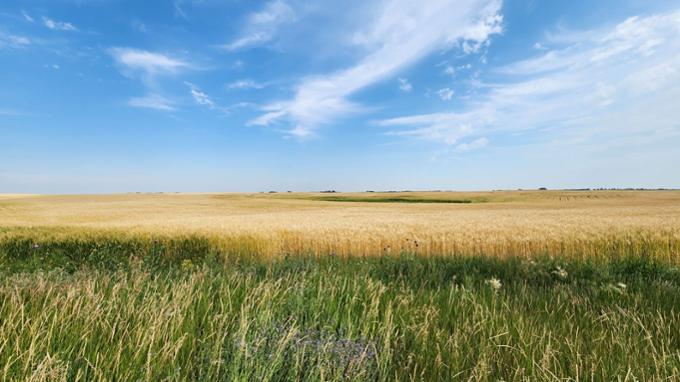 Prairie field and sky