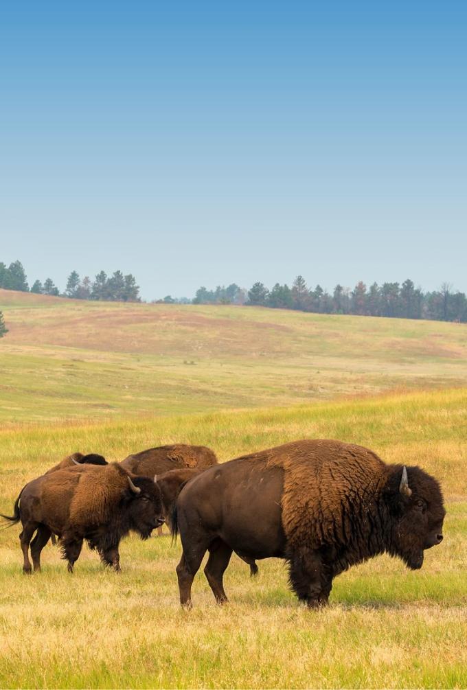 Buffalo on a prairie landscape.