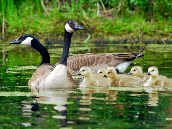 Canada geese and their babies.