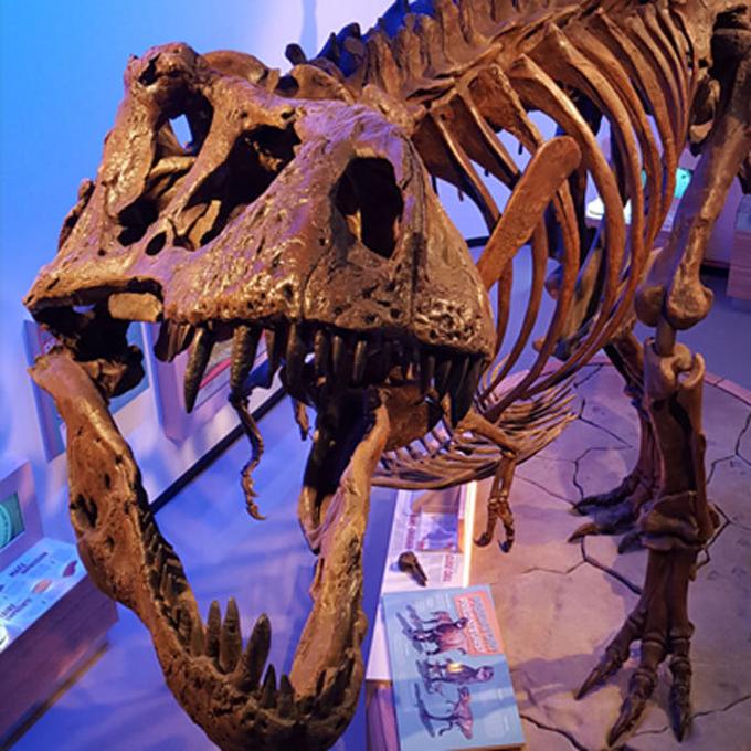 T-rex skeleton in museum.