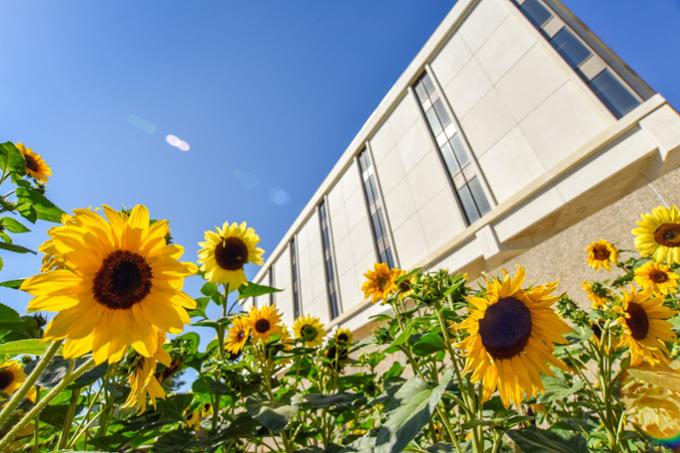 Library with sunflowers in front.