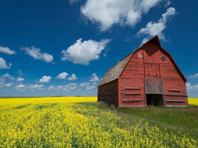 Barn situated in canola field