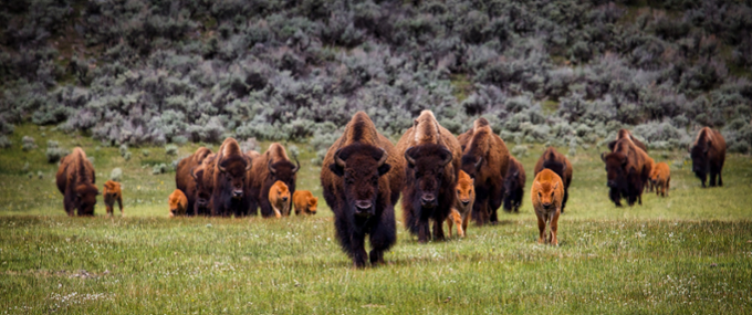 Buffalo in a field