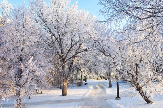 Walkway with trees covered in frost