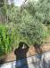 Wild olive tree spotted while walking through Novo Sancti Petri (August 18)