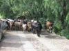 Herding cows up the roadway next to CIMAT