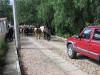 Herding cows up the roadway next to CIMAT